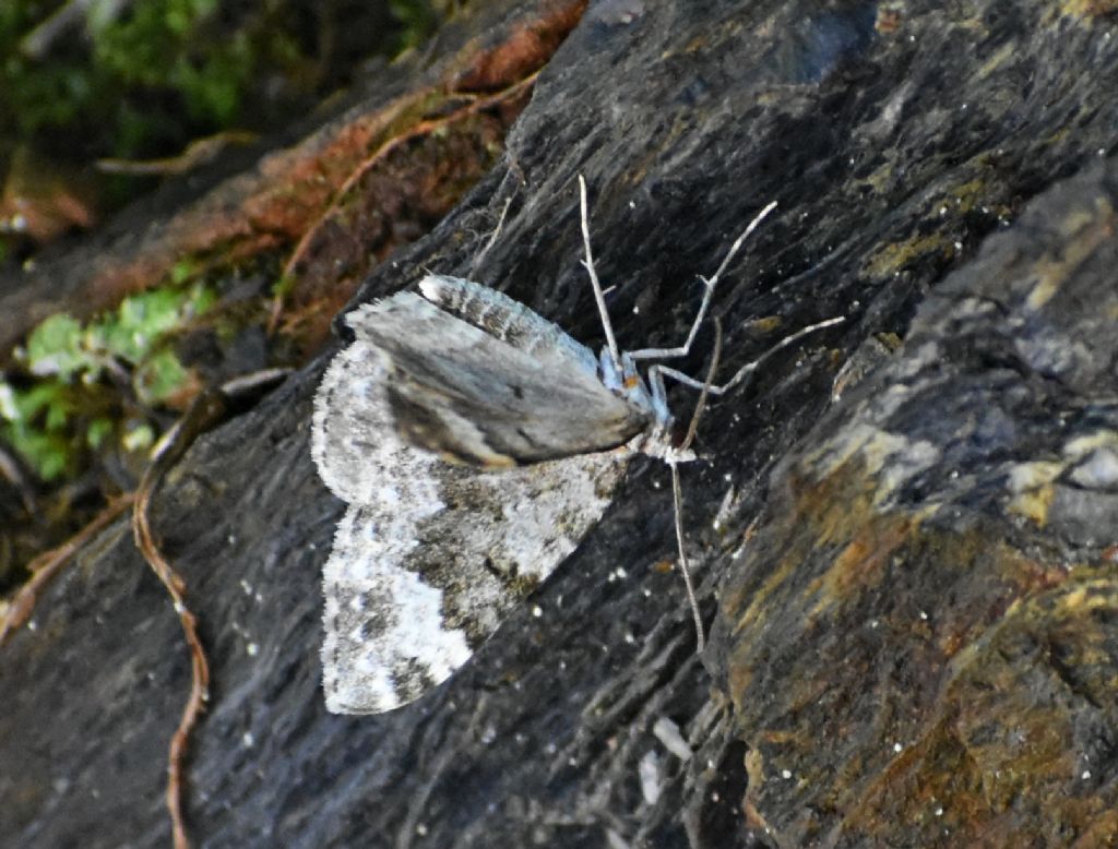 Falena da identificare 4